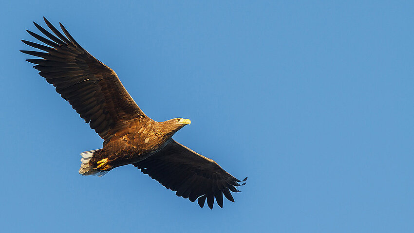 Ein großer, brauner Seeadler mit weit ausgebreiteten Flügeln und aufgefächerten Schwungfedern fliegt am wolkenlosen, blauen Himmel. Der Greifvogel wird von unten gezeigt.
